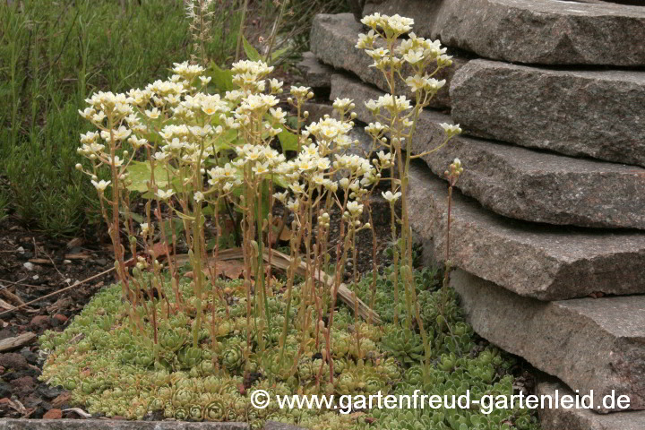 Saxifraga paniculata 'Lutea' (Trauben-Steinbrech) – bevorzugt kalkhaltigen Boden