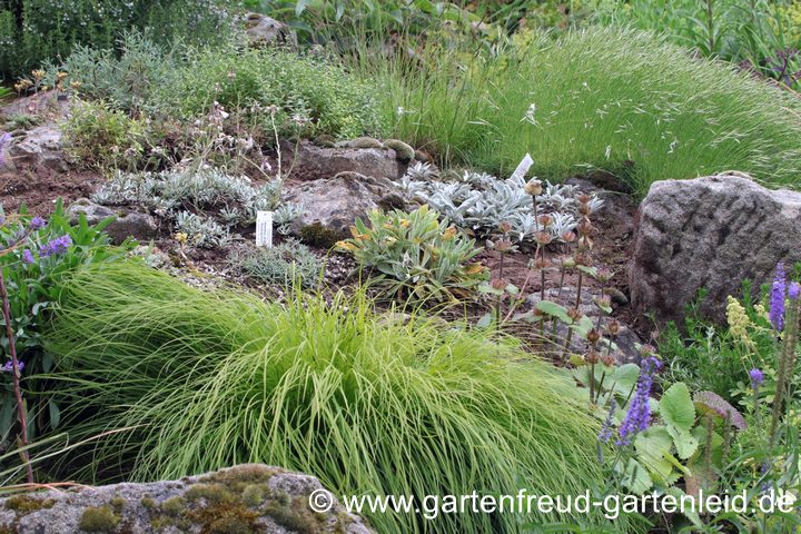 Steingarten ohne Equisetum arvense &ndash; Acker-Schachtelhalm