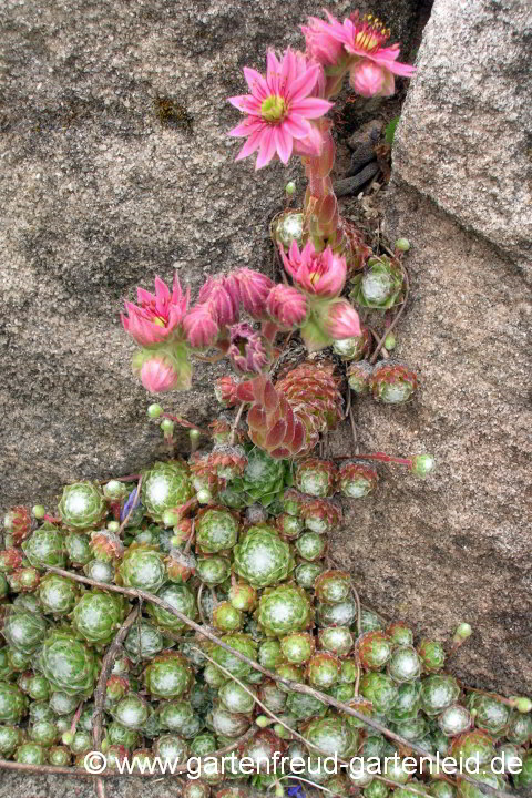 Sempervivum arachnoideum (Spinnweb-Hauswurz) – für sauren Boden