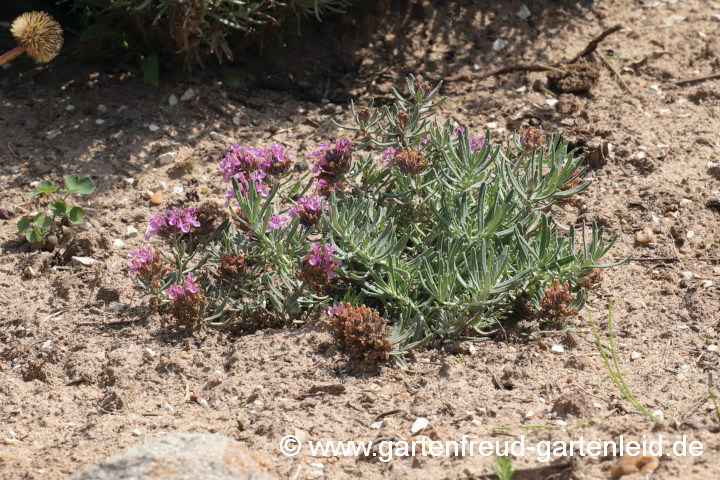 Teucrium 'Ackermannii' (Zwerg-Gamander)