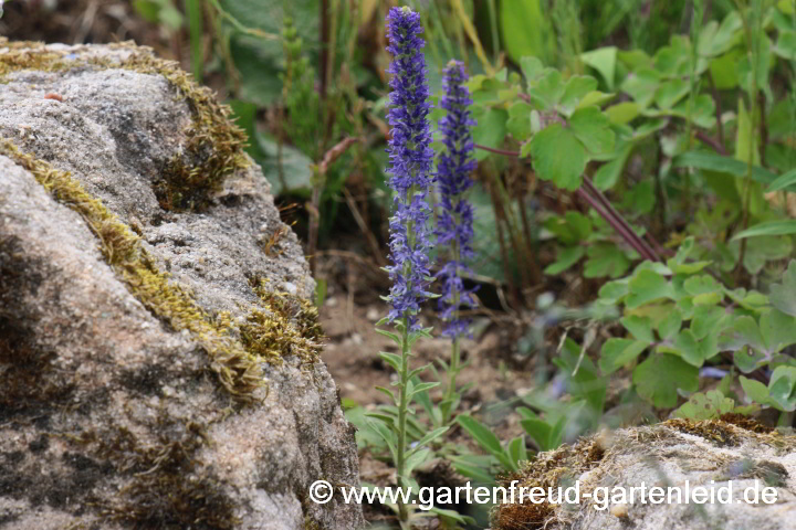 Veronica porphyriana – Sibirischer Ehrenpreis