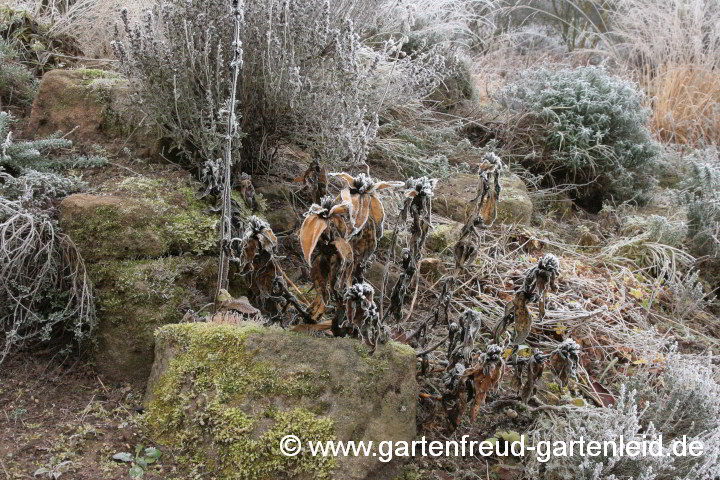 Steingarten im Winter