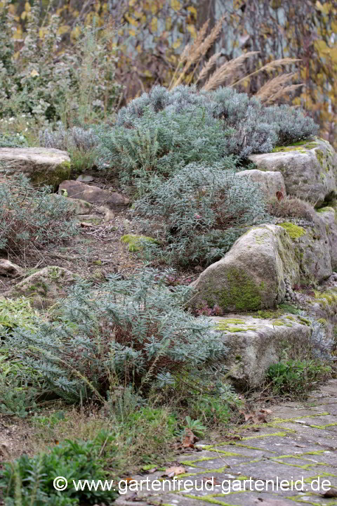 Steingarten mit hügeligem Aufbau