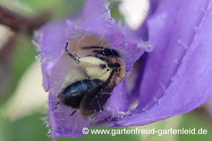 Andrena bicolor (Weibchen) sammelt Pollen von Campanula grossekii