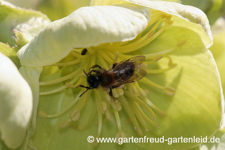 Andrena bicolor (Weibchen 1. Generation) auf Helleborus argutifolius