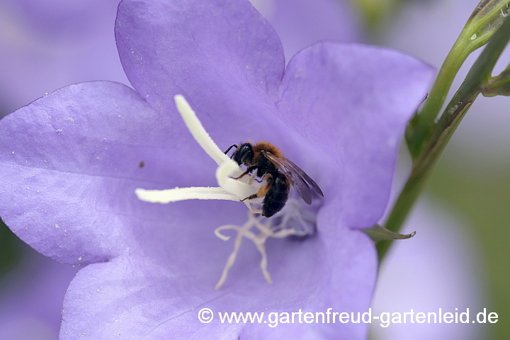 Andrena bicolor auf Campanula persicifolia – Pfirsichblättrige Glockenblume