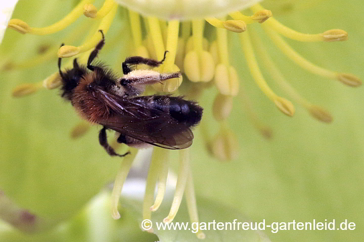 Andrena bicolor (Weibchen, 1. Generation) sammelt Pollen von Helleborus argutifolius (Korsische Nieswurz)