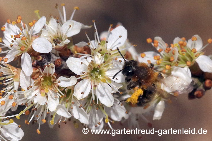 Andrena bicolor (Weibchen) sammelt Pollen der Schlehe (Prunus spinosa)