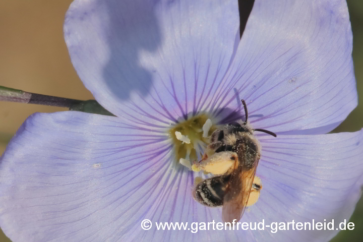 Andrena chrysosceles (Weibchen) sammelt Pollen von Linum perenne (Stauden-Lein)