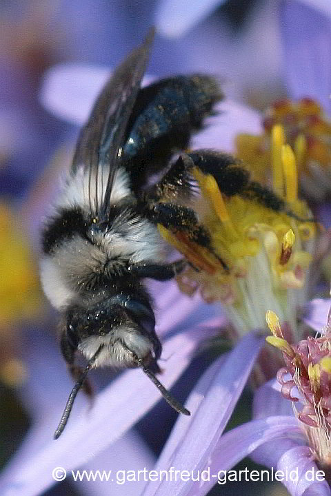 Andrena cineraria (Weibchen) auf Galatella sedifolia 'Nanus'