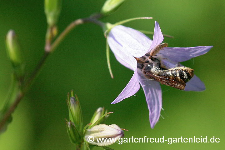 Andrena curvungula (Weibchen), hier auf Campanula rapunculus