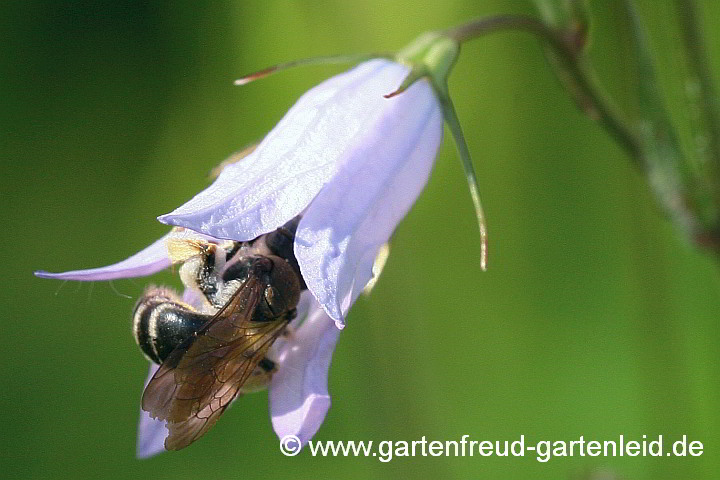 Campanula rapunculus (Rapunzel-Glockenblume) mit Andrena curvungula (Weibchen beim Pollensammeln)