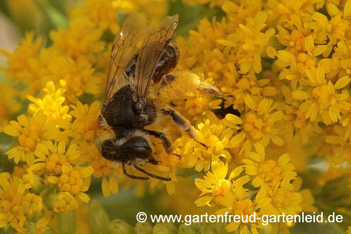 Weibchen der Sandbiene Andrena denticulata auf Solidago 'Strahlenkrone'