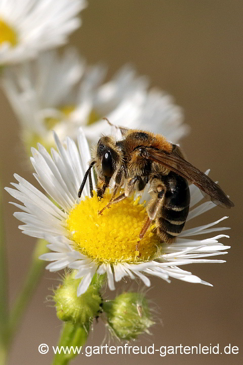 Weibchen der Rotbeinigen Körbchen-Sandbiene (Andrena dorsata)