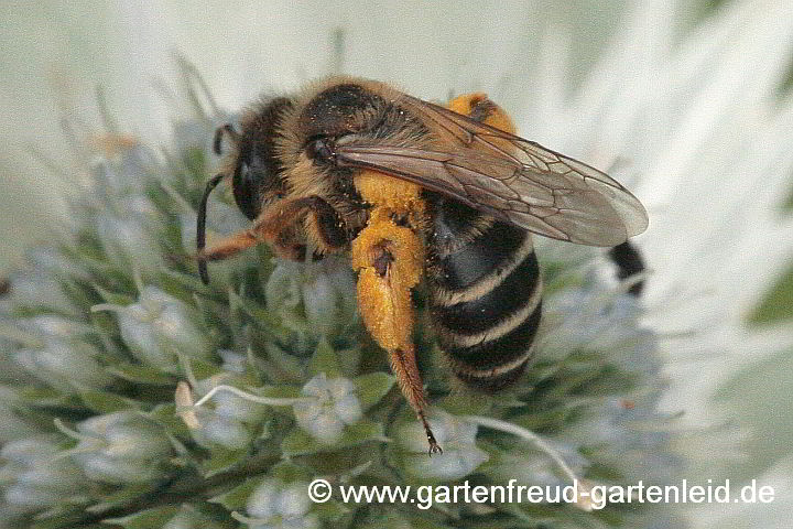 Andrena flavipes (Weibchen) auf Eryngium giganteum