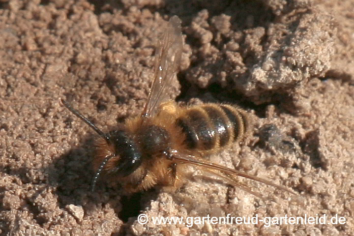 Männchen der Gewöhnlichen Binden-Sandbiene (Andrena flavipes)