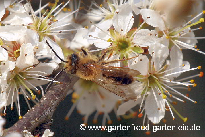 Andrena flavipes (Männchen), hier auf Schlehe (Prunus spinosa)