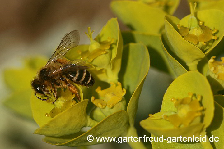 Euphorbia myrsinites – Walzen-Wolfsmilch