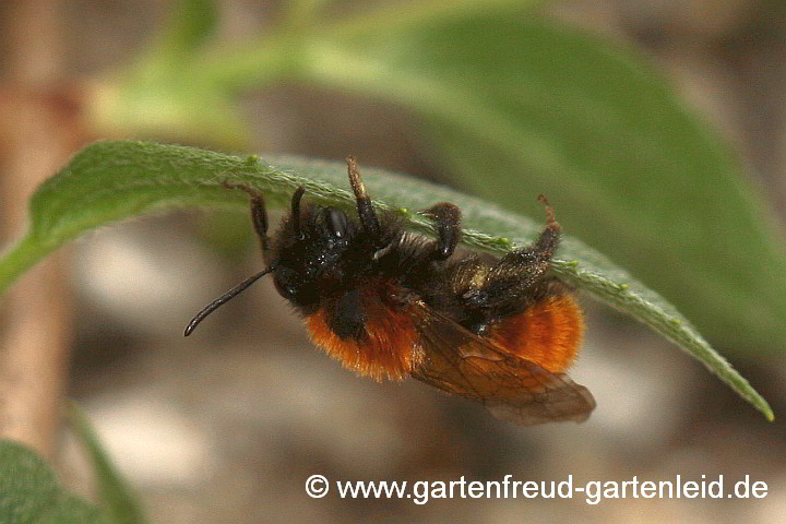 Fuchsrote Sandbiene (Andrena fulva, Weibchen)