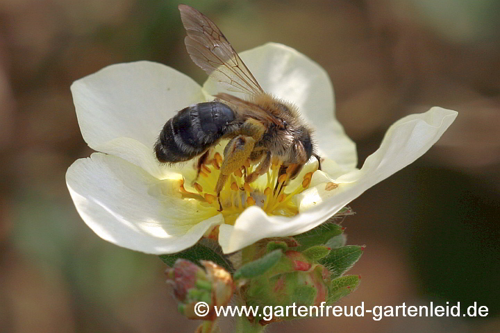 Andrena gravida auf Potentilla fruticosa – Sandbiene auf Fingerstrauch