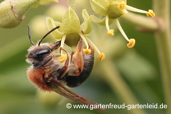 Andrena haemorrhoa (Weibchen) anfang September an einer Efeu-Blüte