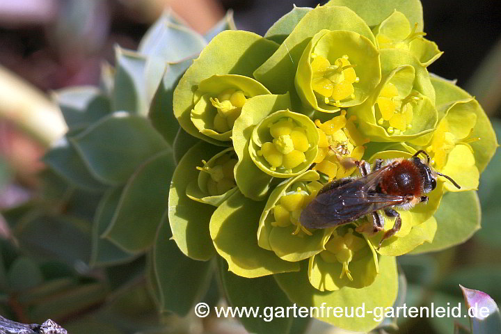 Andrena haemorrhoa (Rotfransige Sandbiene, Weibchen) auf Euphorbia myrsinites, Walzen-Wolfsmilch