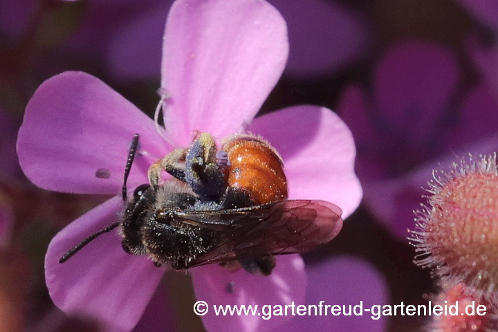Andrena labiata (Weibchen) sammelt Pollen von Saponaria ocymoides (Kleines Seifenkraut)