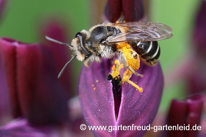 Ein Sandbienen-Weibchen sammelt Pollen von Lupinus polyphyllus