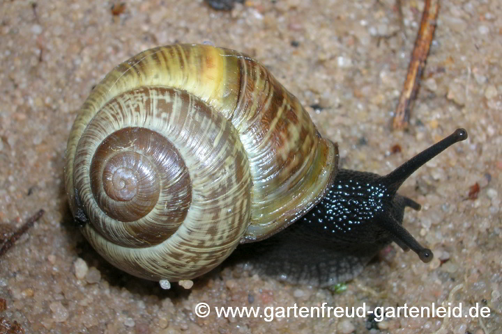 Arianta arbustorum – Gefleckte Schnirkelschnecke