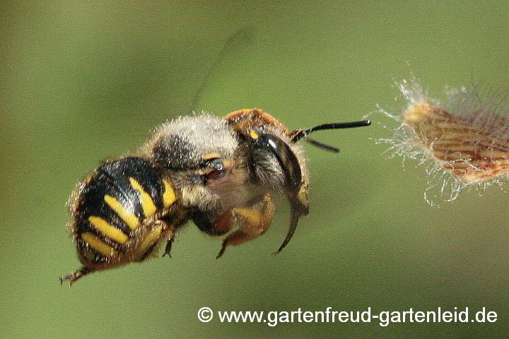 Garten-Wollbiene – Anthidium manicatum