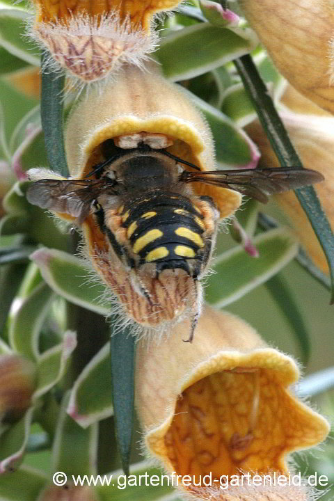 Anthidium manicatum M an Digitalis ferruginea