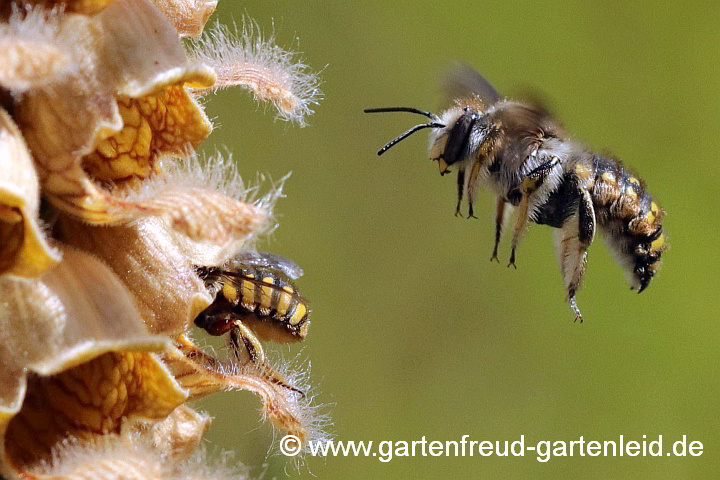 Digitalis ferruginea – Rostiger Fingerhut mit Garten-Wollbienen (Männchen im Anflug)