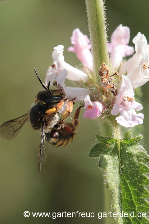 Garten-Wollbiene auf Stachys officinalis – Echter Ziest