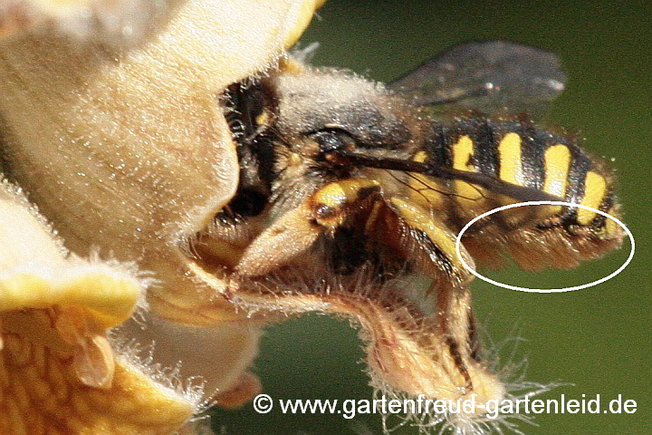 Anthidium manicatum mit gut sichtbarer Pollenbürste