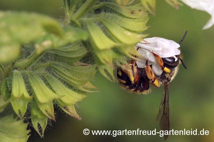 Anthidium manicatum (Weibchen) auf Melissa officinalis (Zitronen-Melisse)