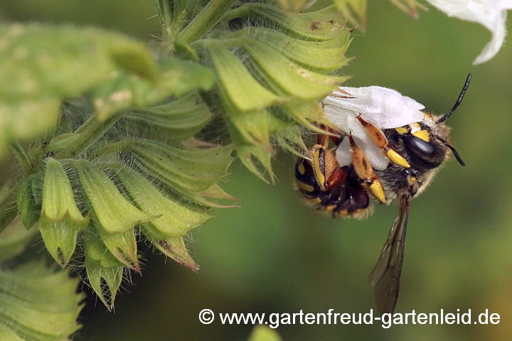 Anthidium manicatum (Garten-Wollbiene, Weibchen) auf Melissa officinalis (Zitronen-Melisse)