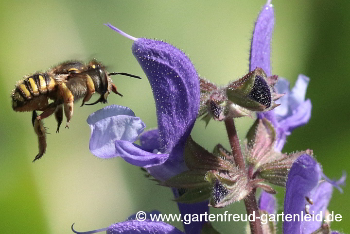 Garten-Wollbiene (Weibchen) im Anflug auf Salvia transsylvanica (Siebenbürgen-Salbei)