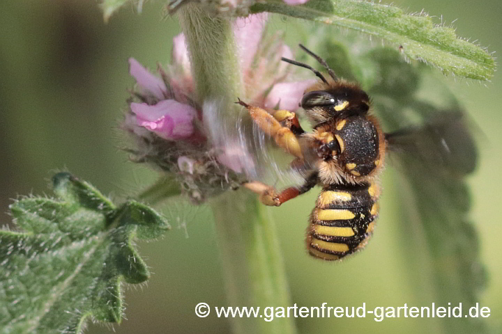 Garten-Wollbiene (Anthidium manicatum) auf Stachys officinalis (Echter Ziest)