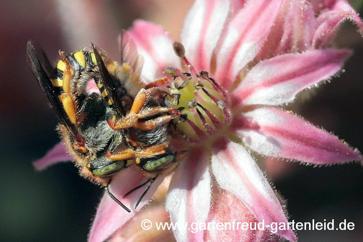 Anthidium oblongatum bei der Paarung auf Sempervivum (Hauswurz)