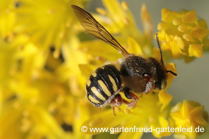 Spalten-Wollbiene (Anthidium oblongatum, Weibchen), hier an Sedum rupestre (Tripmadam)