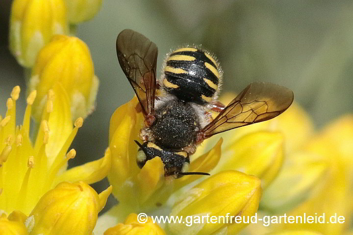 Spalten-Wollbiene (Anthidium oblongatum, Weibchen) auf Sedum rupestreb (Felsen-Fetthenne, Tripmadam)