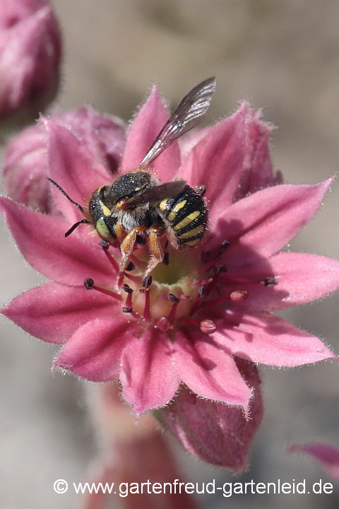 Anthidium oblongatum (Weibchen) auf Sempervivum-Blüte