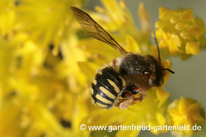 Felsspalten-Wollbiene (Anthidium oblongatum) auf Sedum rupeste (Tripmadam)