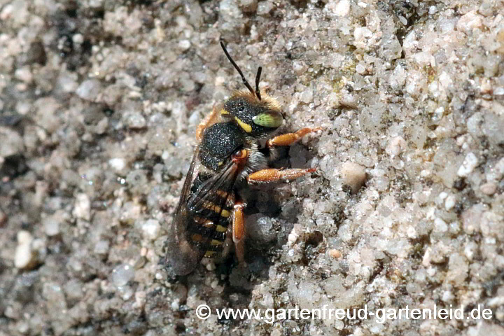 Weibchen der Spalten-Wollbiene (Anthidium oblongatum)