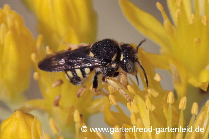 Anthidium strigatum (Männchen), hier auf Sedum-rupestre-Blüte