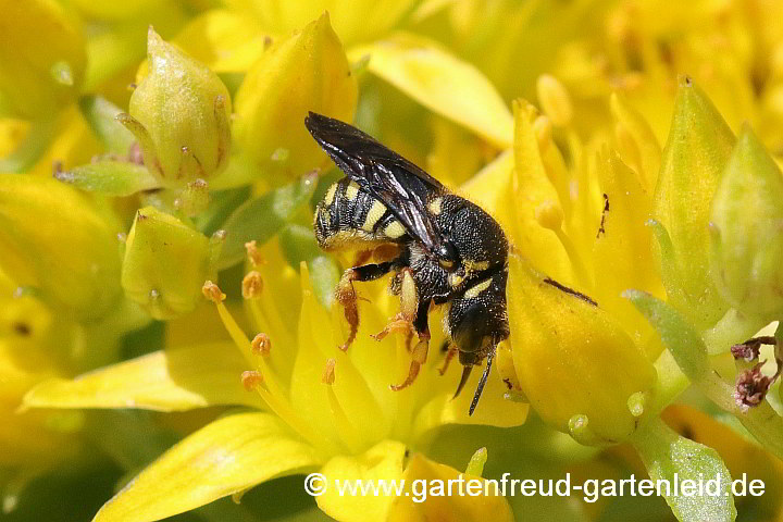 Anthidium strigatum (Weibchen) auf Sedum aizoon