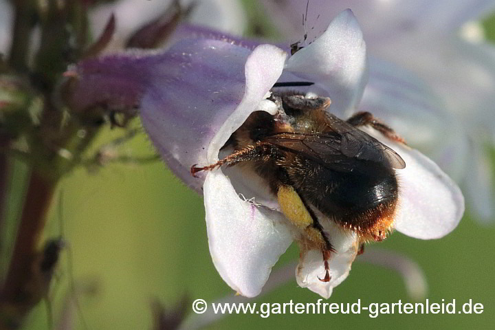 Anthophora furcata (Wald-Pelzbiene, Weibchen) an Penstemon digitalis, Fingerhut-Bartfaden