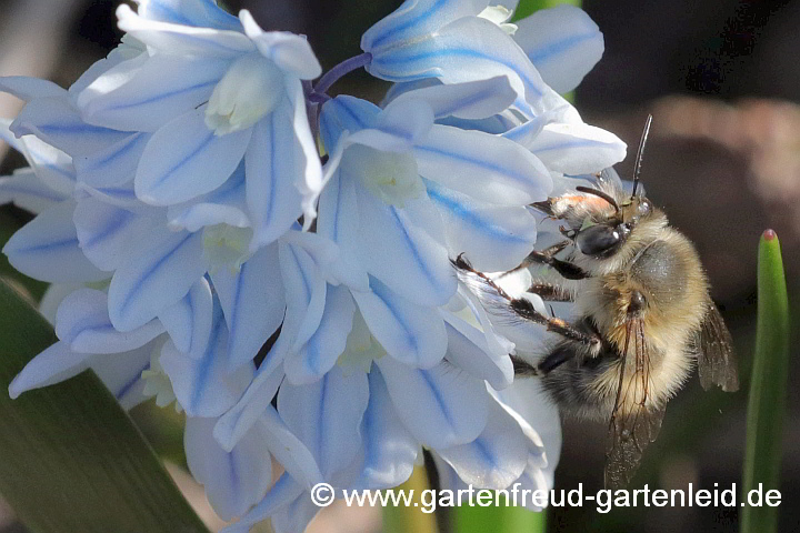 Anthophora plumipes (Männchen) auf Puschkinia (Kegelblume)
