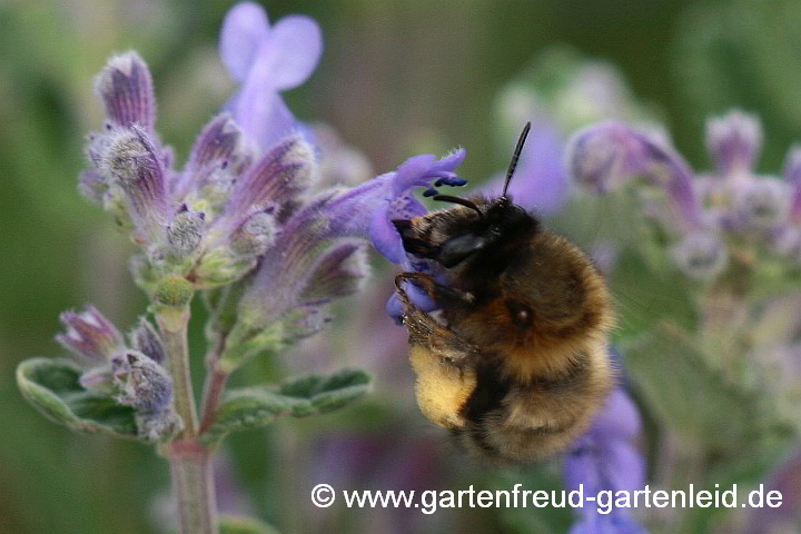 Anthophora plumipes (Weibchen) auf Nepeta x faassenii – Frühlings-Pelzbiene auf Blauminze