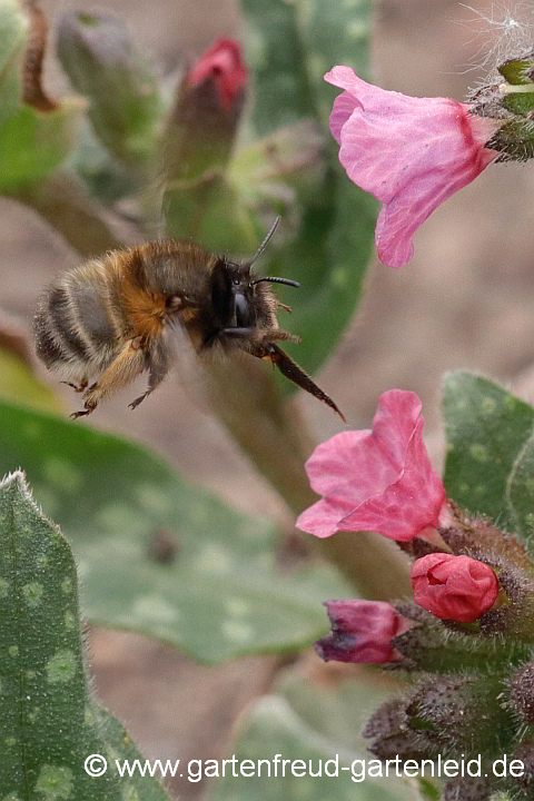 Anthophora plumipes (Weibchen) im Anflug auf Pulmonaria officinalis (Echtes Lungenkraut)